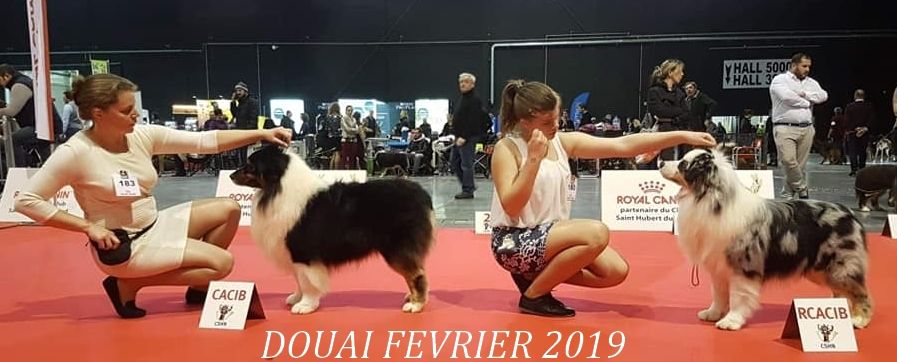 Des Australiens d'Epona - Expositions canines du 1er trimestre 2019 !