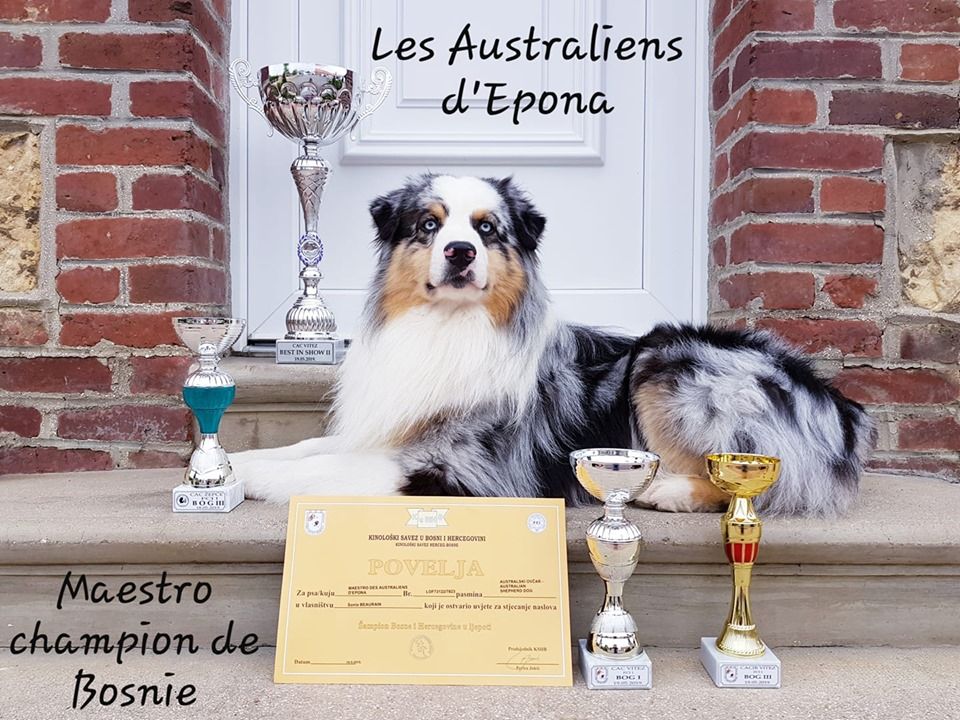 Des Australiens d'Epona - Maestro champion pour la 2ème fois !