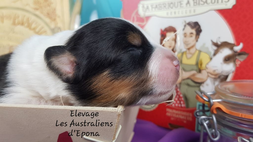 Des Australiens d'Epona - Chiot disponible  - Berger Australien