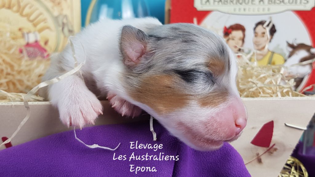 Des Australiens d'Epona - Chiot disponible  - Berger Australien