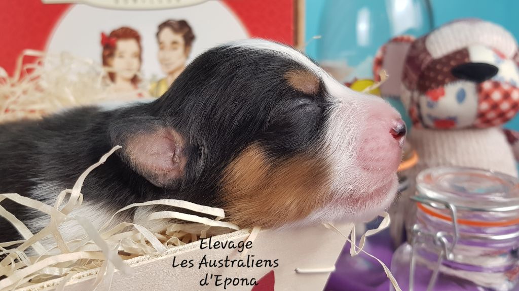 Des Australiens d'Epona - Chiot disponible  - Berger Australien