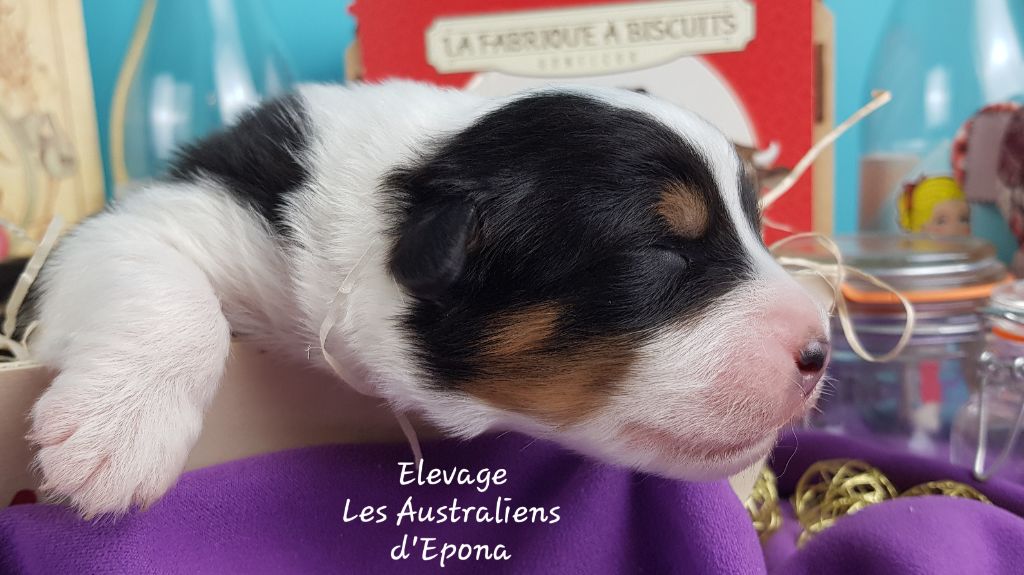 Des Australiens d'Epona - Chiot disponible  - Berger Australien