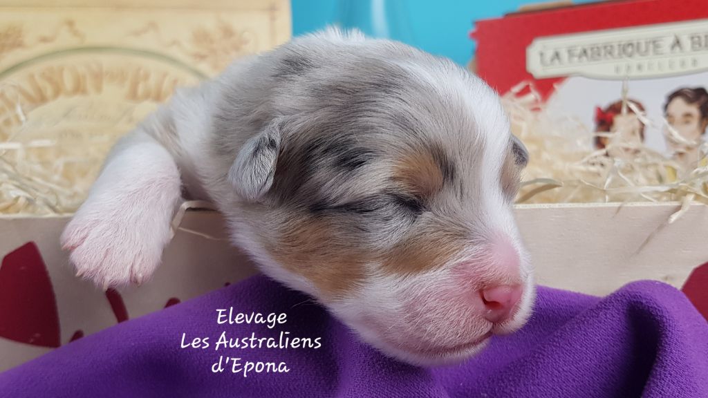 Des Australiens d'Epona - Chiot disponible  - Berger Australien