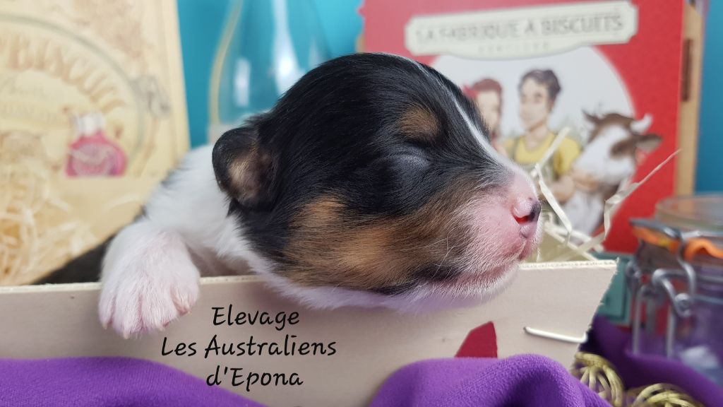 Des Australiens d'Epona - Chiot disponible  - Berger Australien