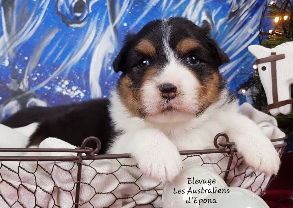 Des Australiens d'Epona - Chiot disponible  - Berger Australien