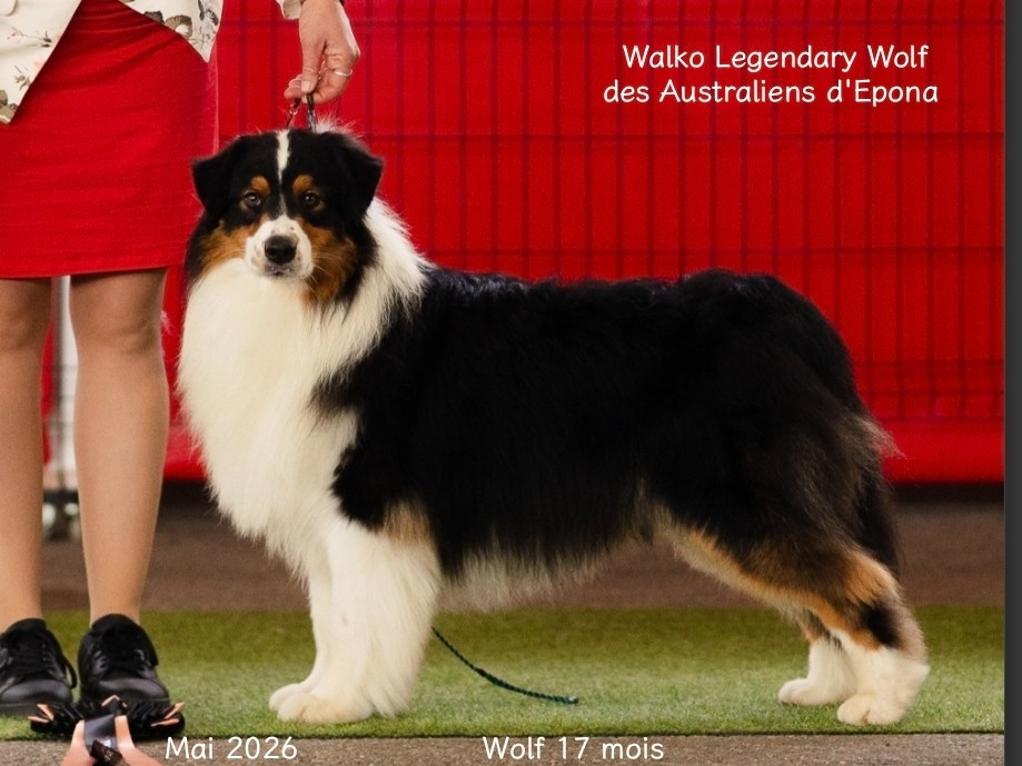 VALKO LEGENDARY WOLF dit WOLF Des Australiens d'Epona