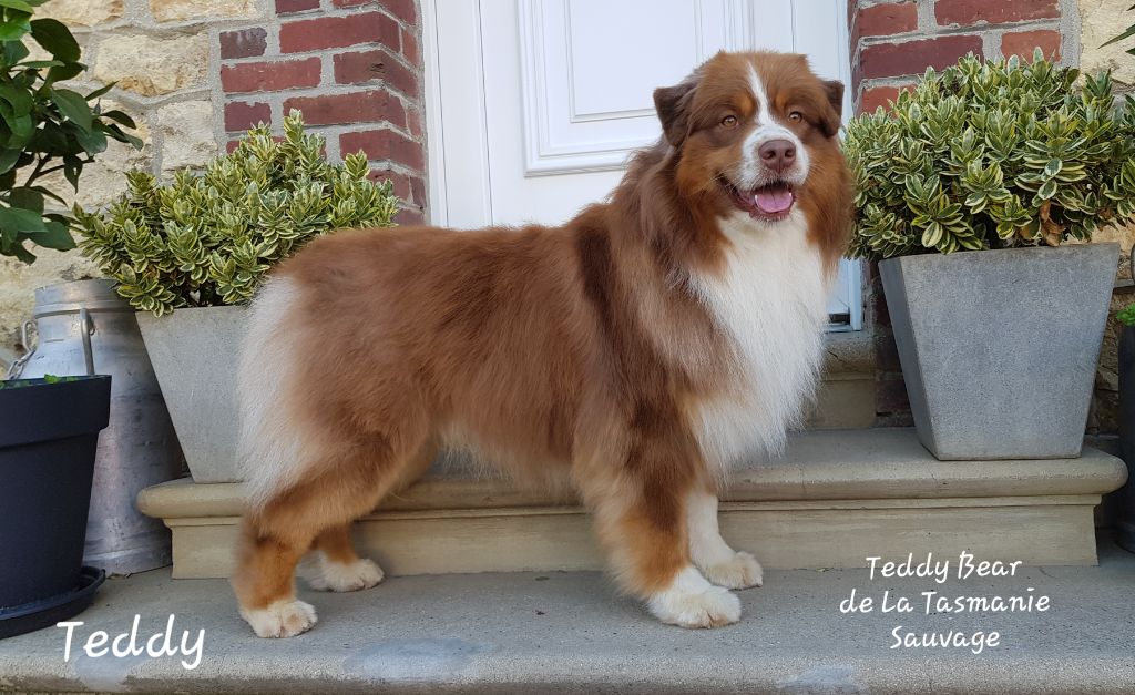 CH. Multi ch teddy bear De La Tasmanie Sauvage