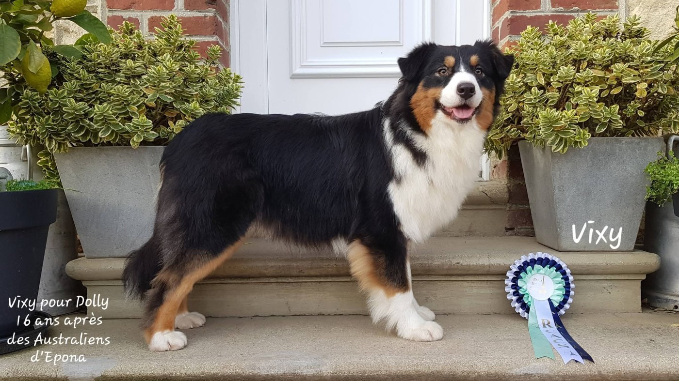 Vixy pour dolly 16 ans après Des Australiens d'Epona