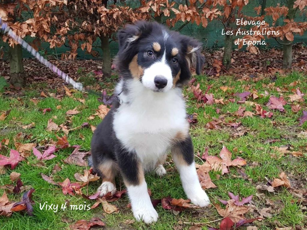 Vixy pour dolly 16 ans après Des Australiens d'Epona