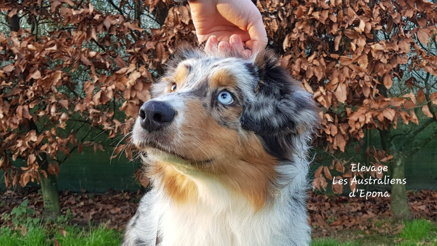 Des Australiens d'Epona - Annonce du 17/12/25.
