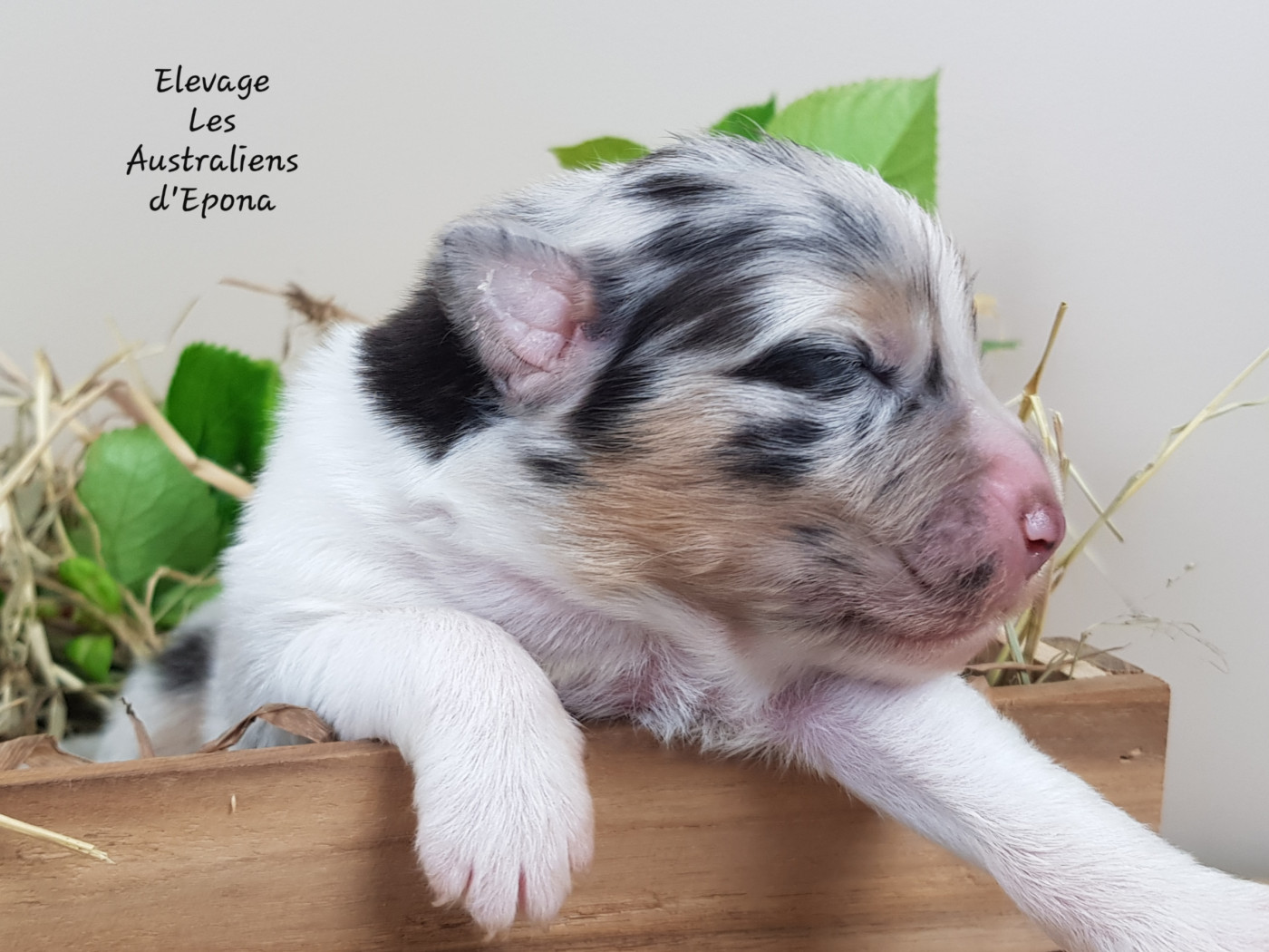 Nos bébés sont nés !