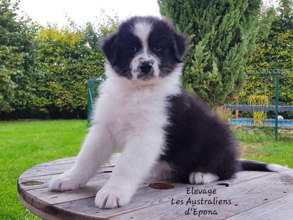 Des Australiens d'Epona - Chiots disponibles - Berger Australien