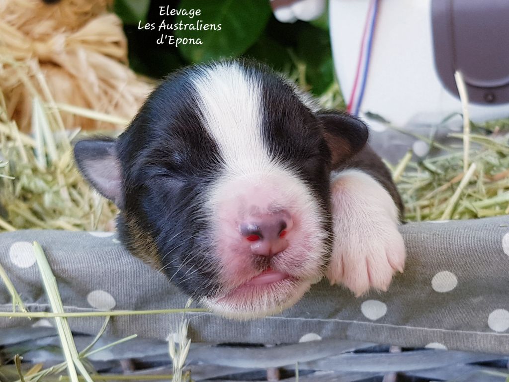 Des Australiens d'Epona - Chiots disponibles - Berger Australien