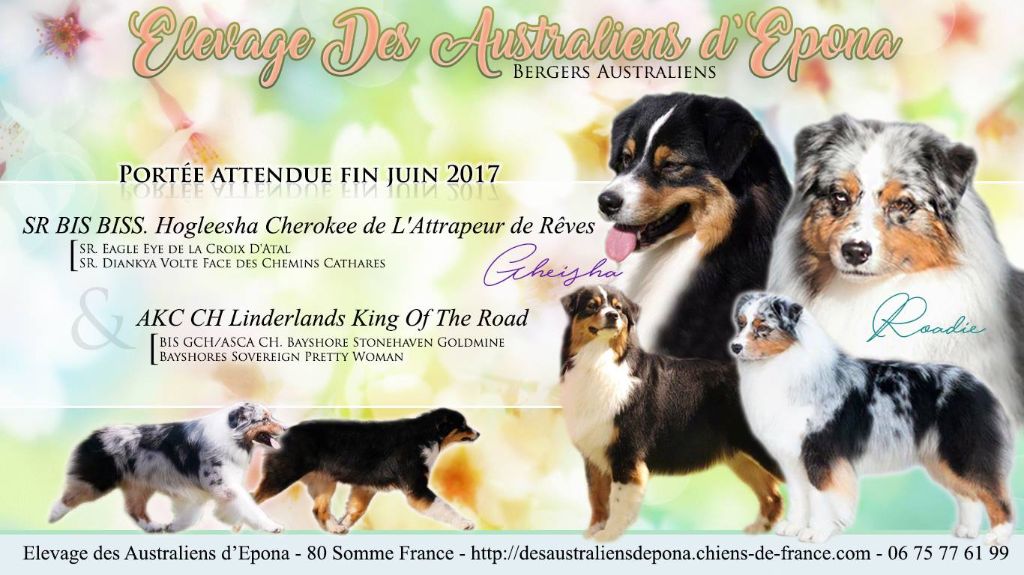 Chiot Berger Australien Des Australiens d'Epona