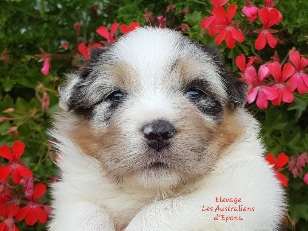 Des Australiens d'Epona - Chiots disponibles - Berger Australien