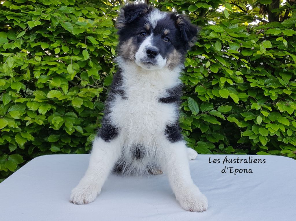Chiot Berger Australien Des Australiens d'Epona