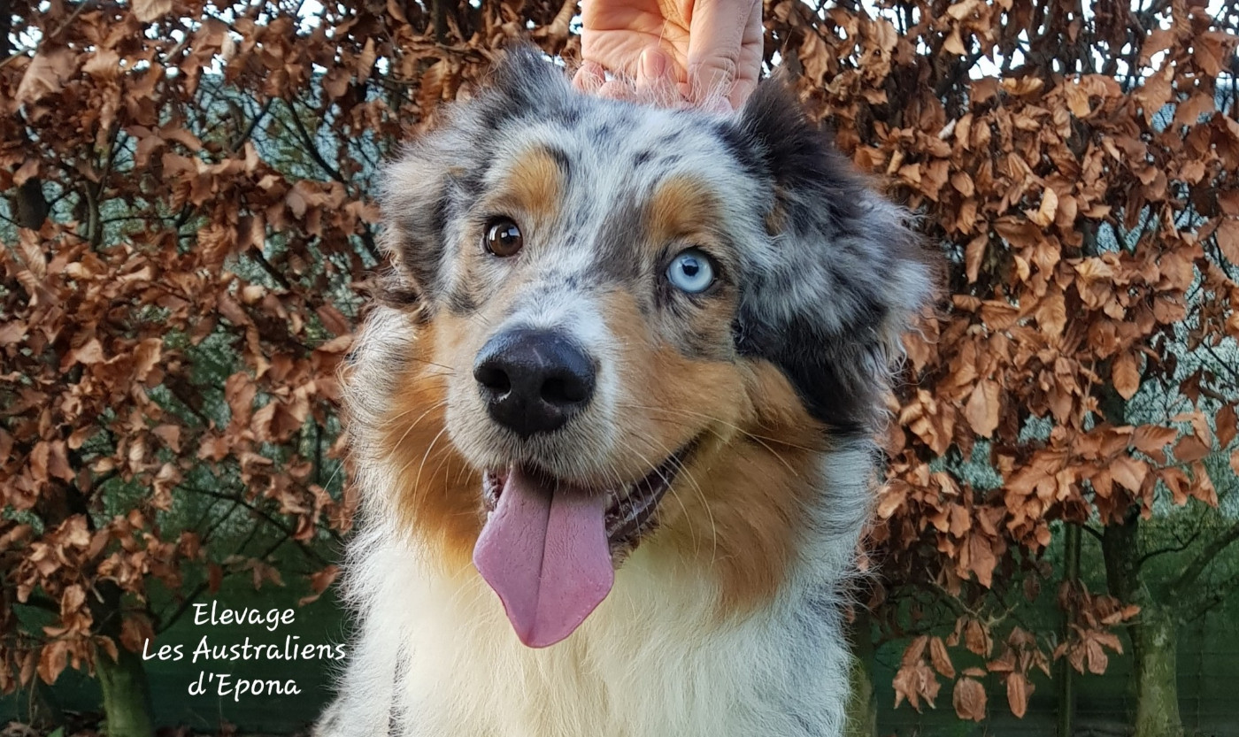 Des Australiens d'Epona - Berger Australien - Portée née le 18/04/2025