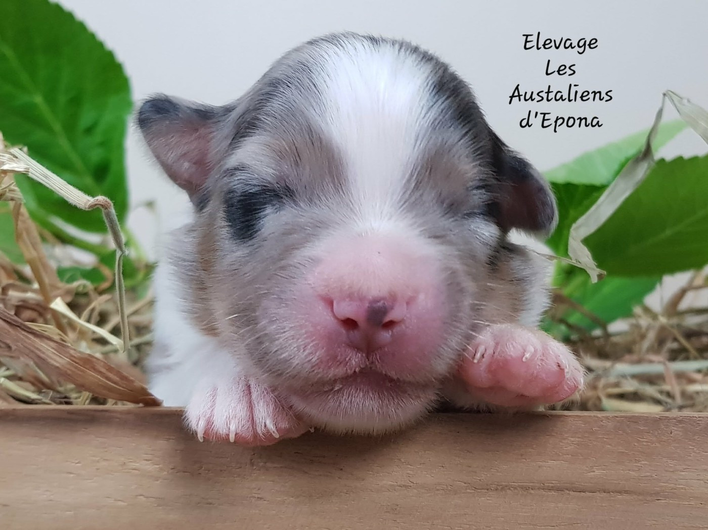 Des Australiens d'Epona - Chiots disponibles - Berger Australien