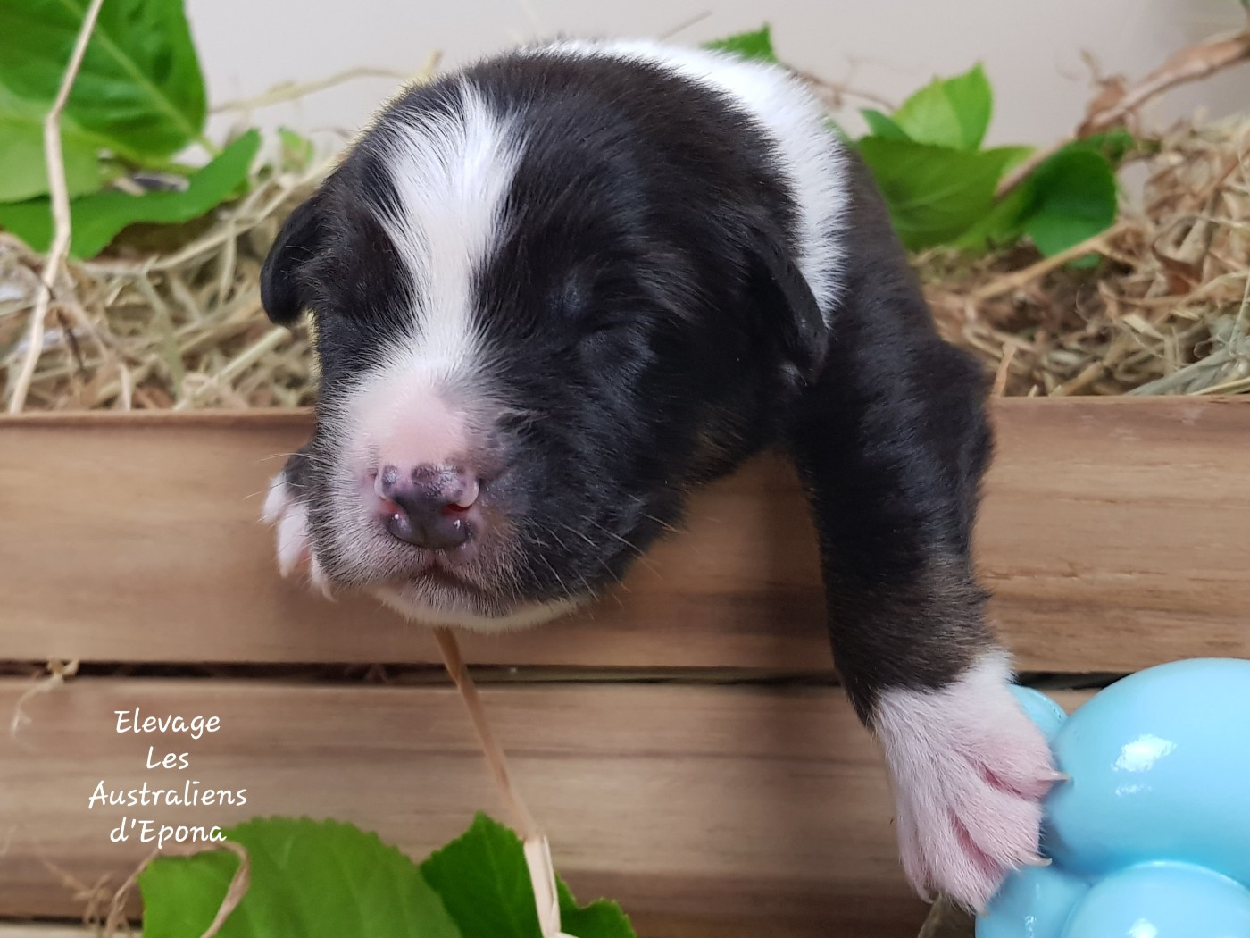Des Australiens d'Epona - Chiots disponibles - Berger Australien