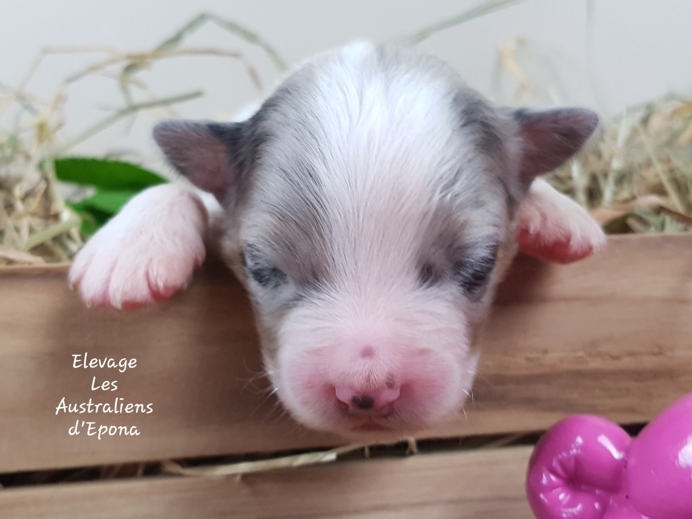 Des Australiens d'Epona - Chiots disponibles - Berger Australien