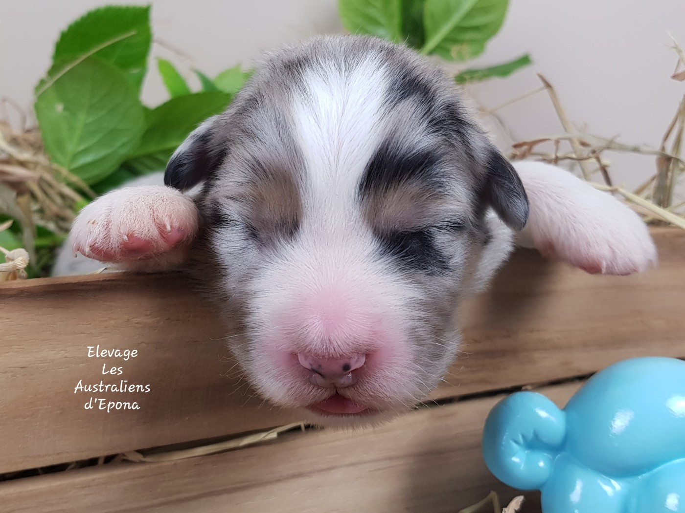 Des Australiens d'Epona - Chiots disponibles - Berger Australien