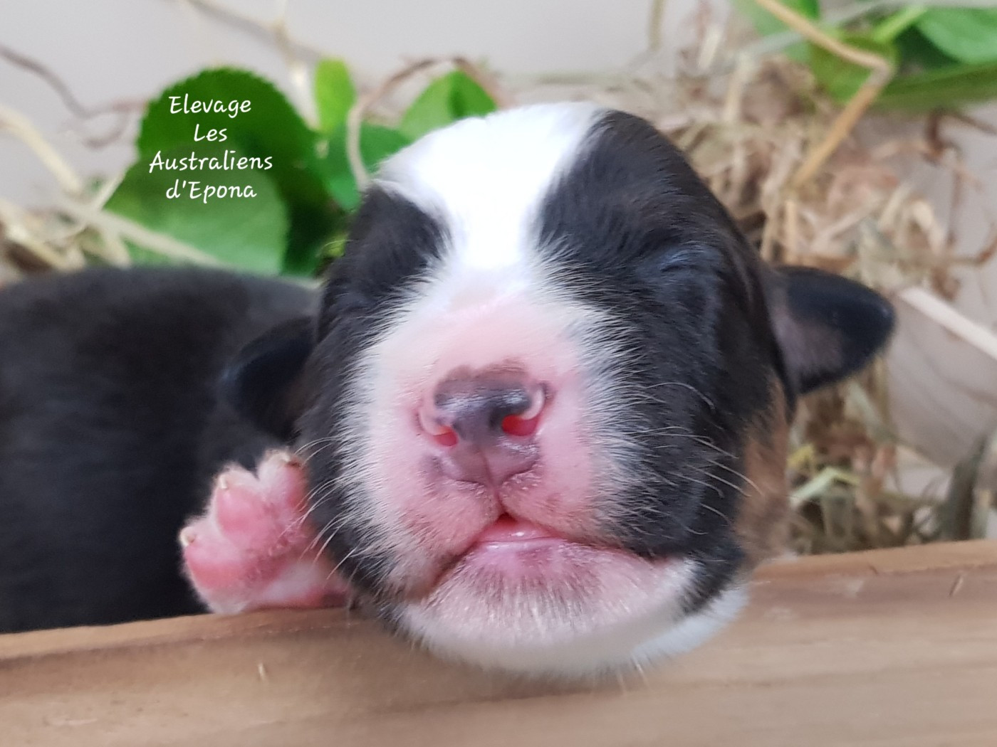 Des Australiens d'Epona - Chiots disponibles - Berger Australien