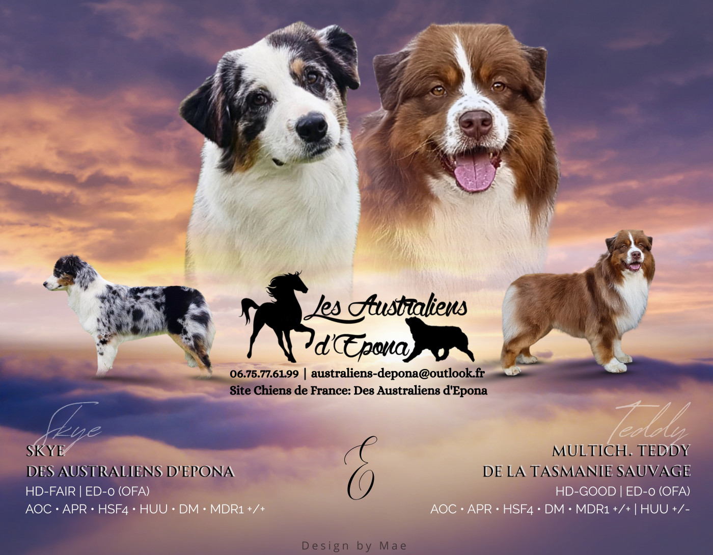 Chiot Berger Australien Des Australiens d'Epona