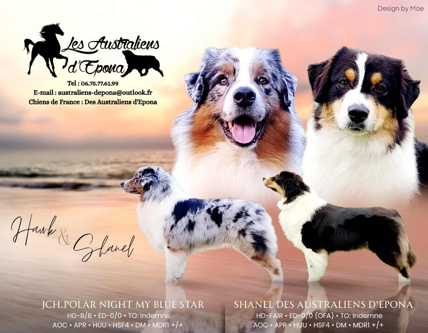 Des Australiens d'Epona - Berger Australien - Portée née le 19/03/2026