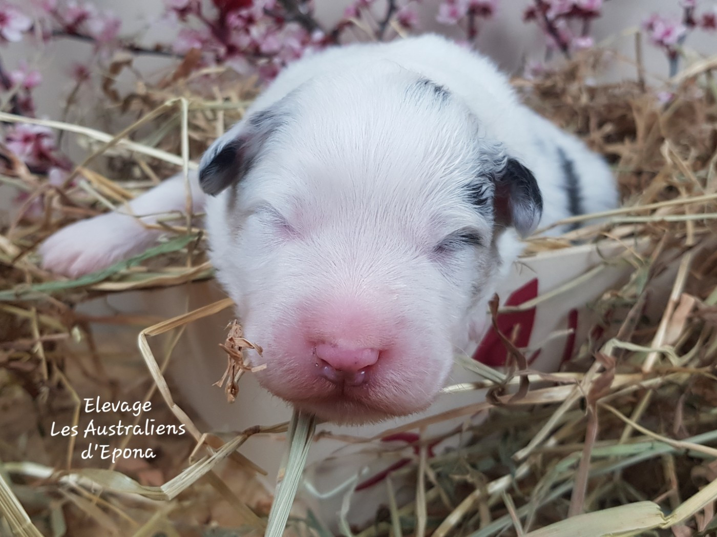 Des Australiens d'Epona - Chiots disponibles - Berger Australien