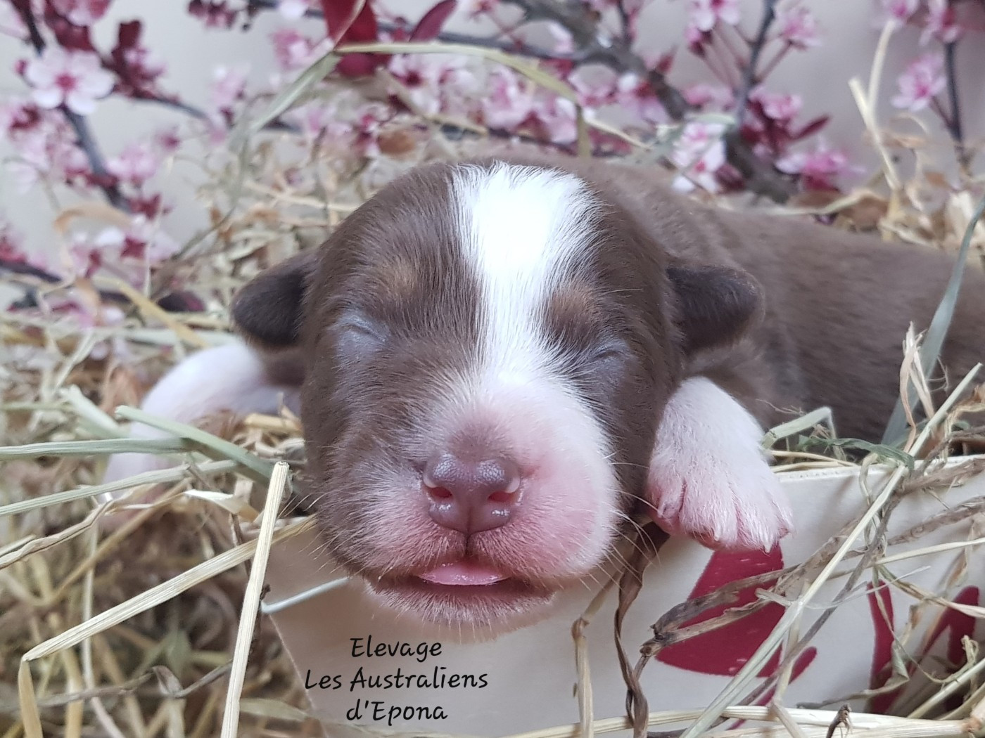 Des Australiens d'Epona - Chiots disponibles - Berger Australien