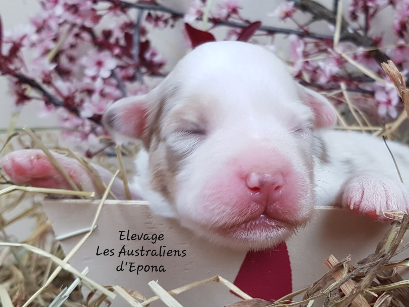 Des Australiens d'Epona - Chiots disponibles - Berger Australien