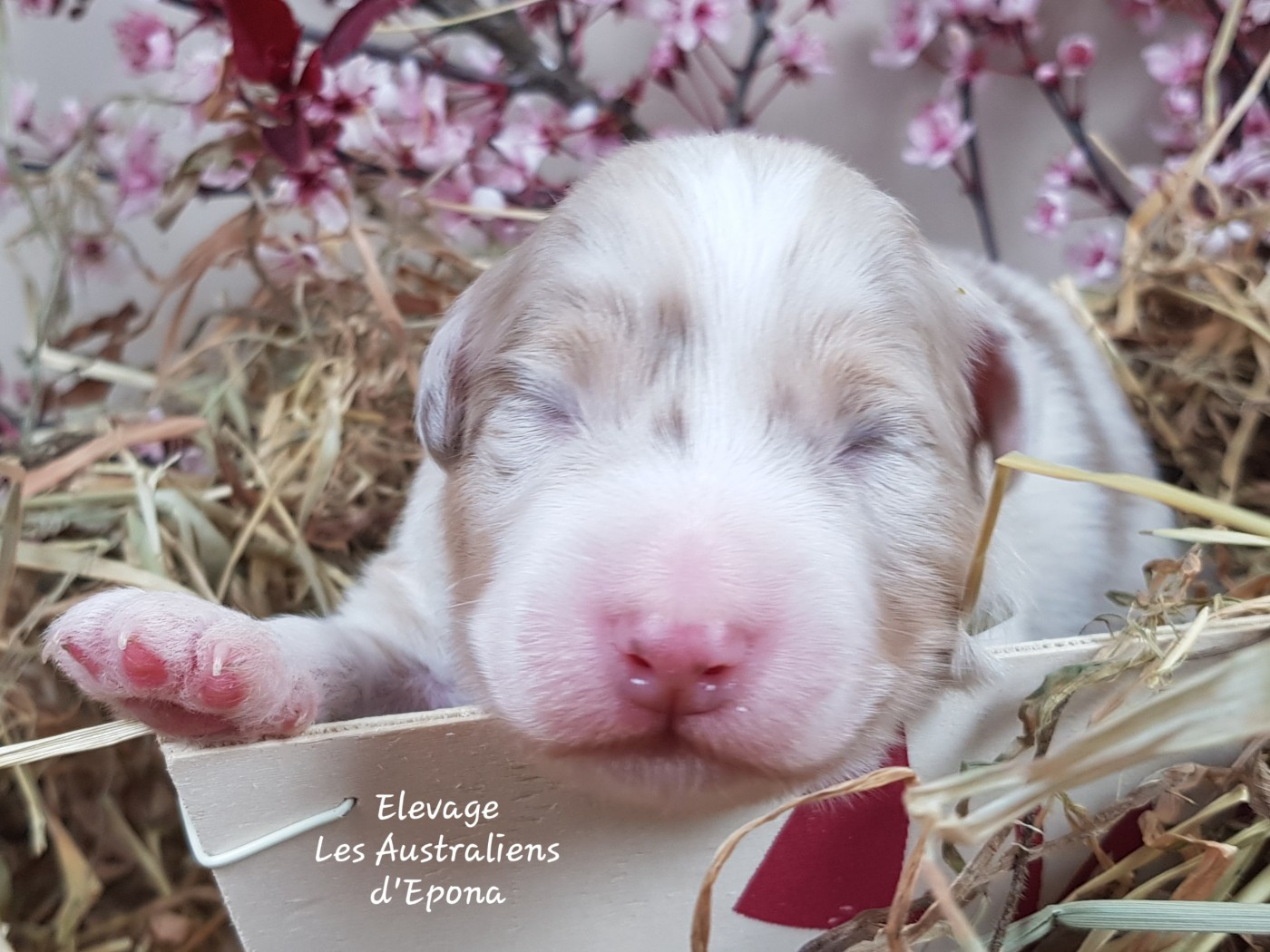 Des Australiens d'Epona - Chiots disponibles - Berger Australien