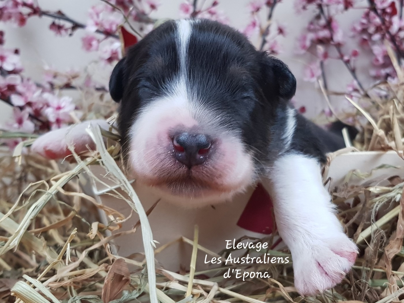 Des Australiens d'Epona - Chiots disponibles - Berger Australien