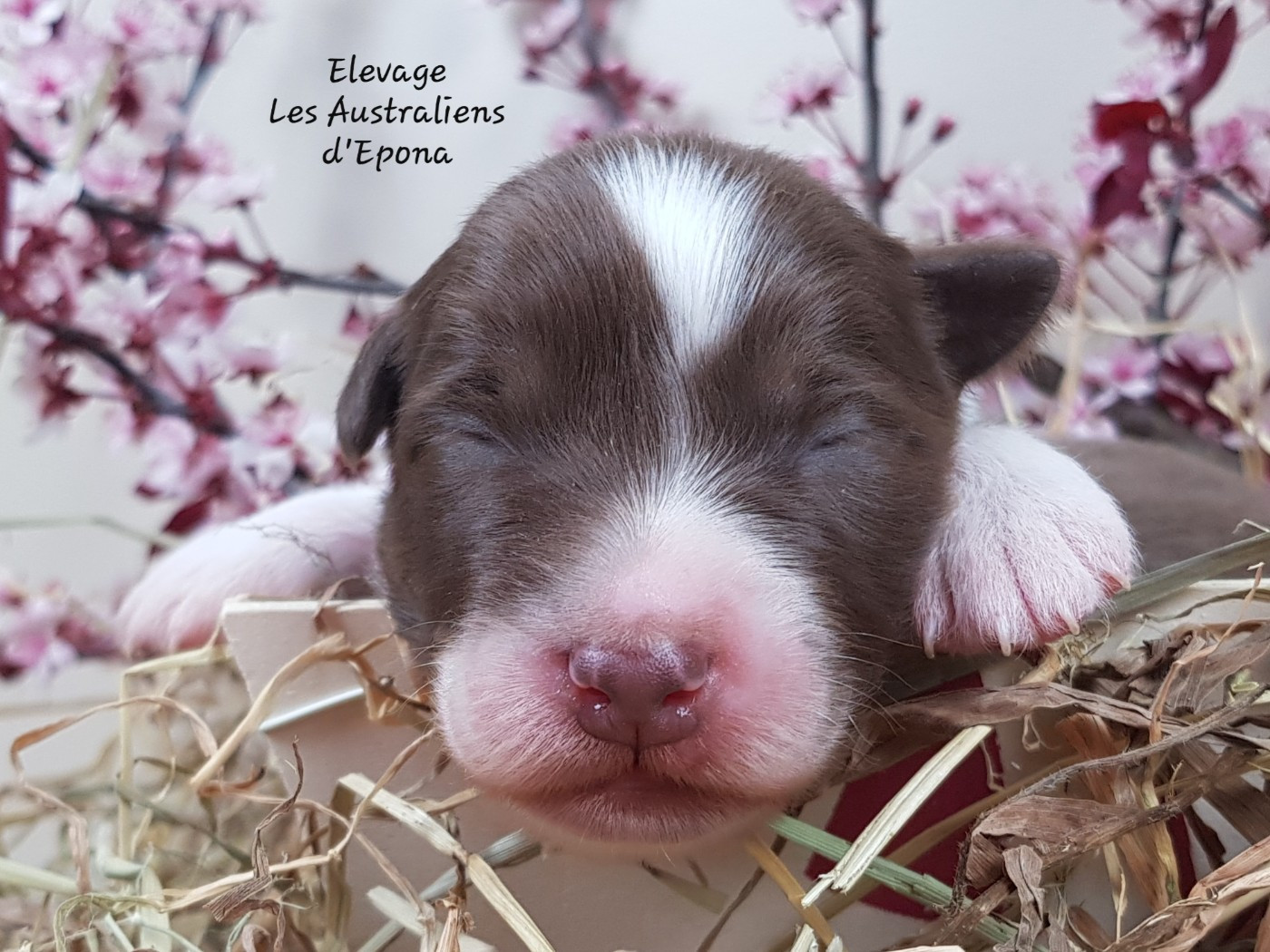 Des Australiens d'Epona - Chiots disponibles - Berger Australien