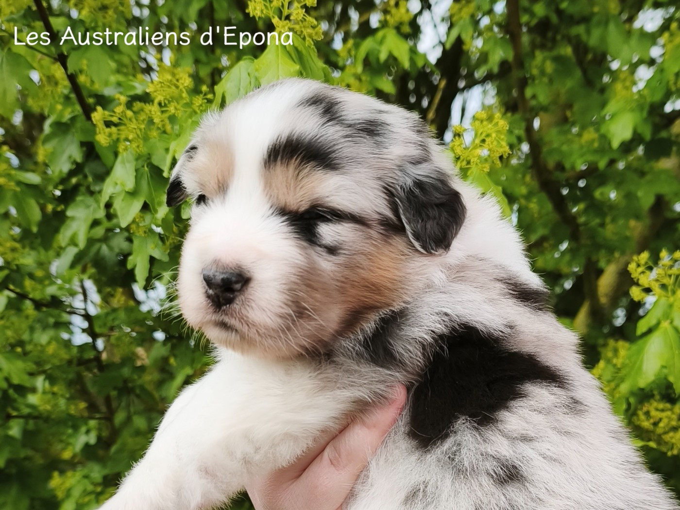 Des Australiens d'Epona - Chiots disponibles - Berger Australien