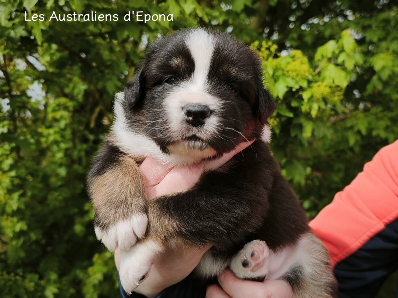 Des Australiens d'Epona - Chiots disponibles - Berger Australien