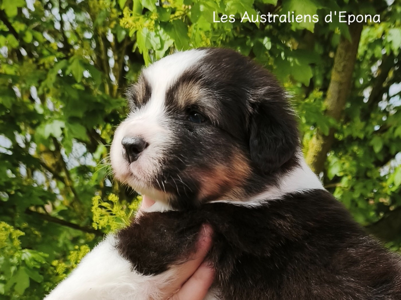 Des Australiens d'Epona - Chiots disponibles - Berger Australien
