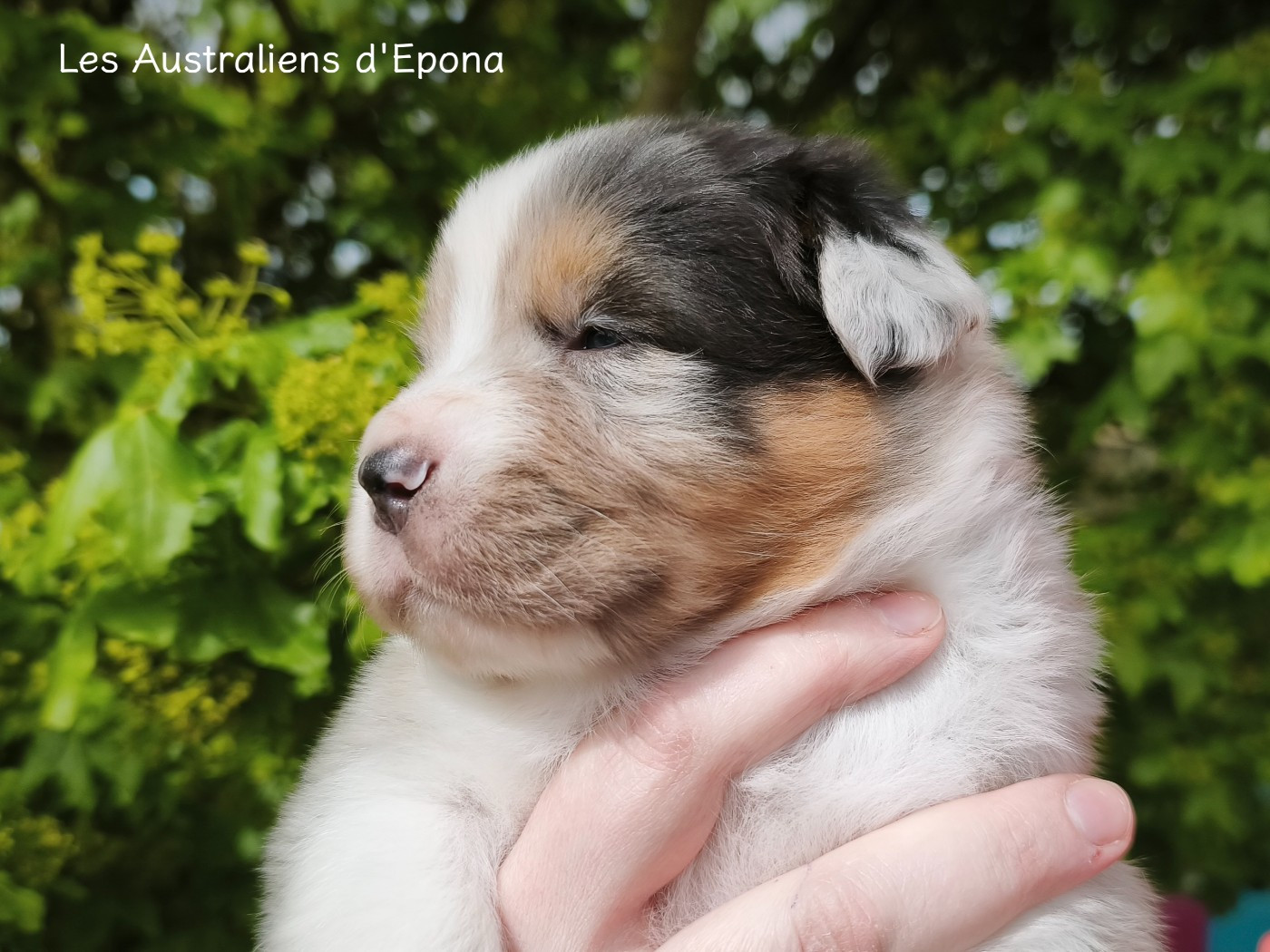 Des Australiens d'Epona - Chiots disponibles - Berger Australien
