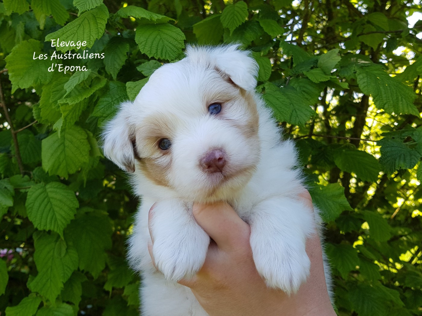 Des Australiens d'Epona - Chiots disponibles - Berger Australien