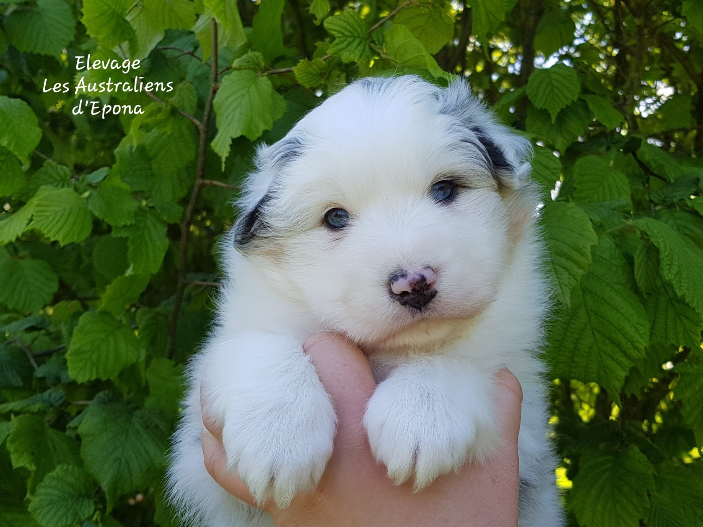 Des Australiens d'Epona - Chiots disponibles - Berger Australien