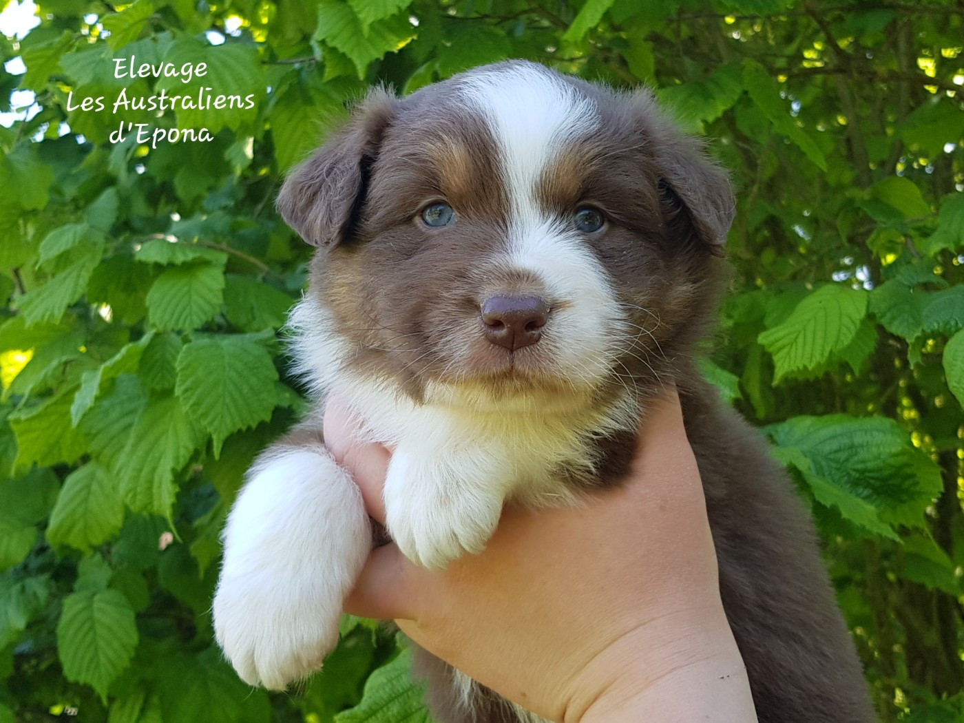 Des Australiens d'Epona - Chiots disponibles - Berger Australien