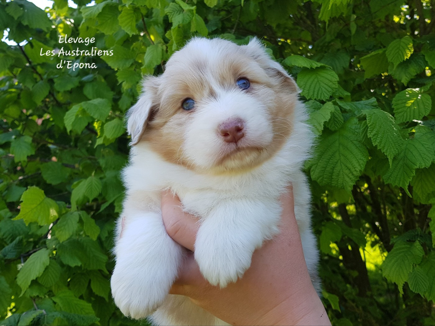 Des Australiens d'Epona - Chiots disponibles - Berger Australien