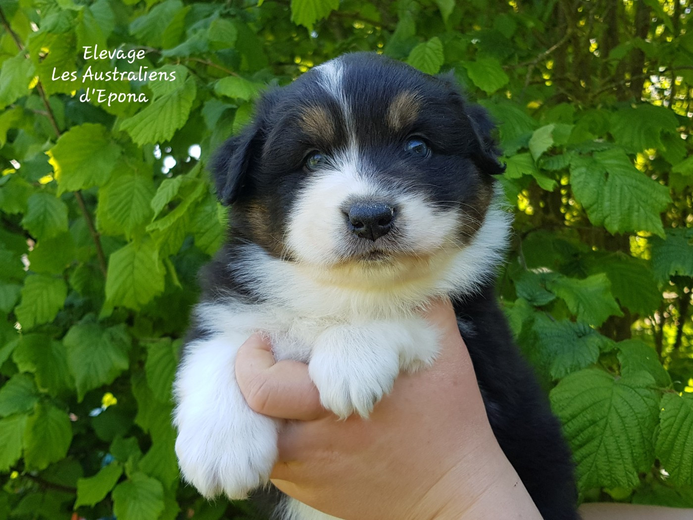 Des Australiens d'Epona - Chiots disponibles - Berger Australien