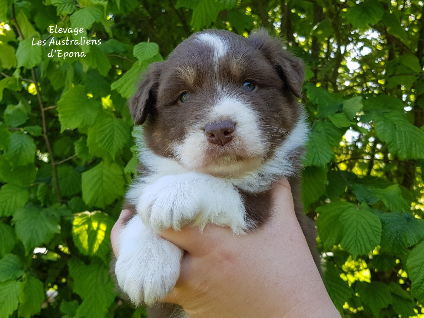 Des Australiens d'Epona - Chiots disponibles - Berger Australien