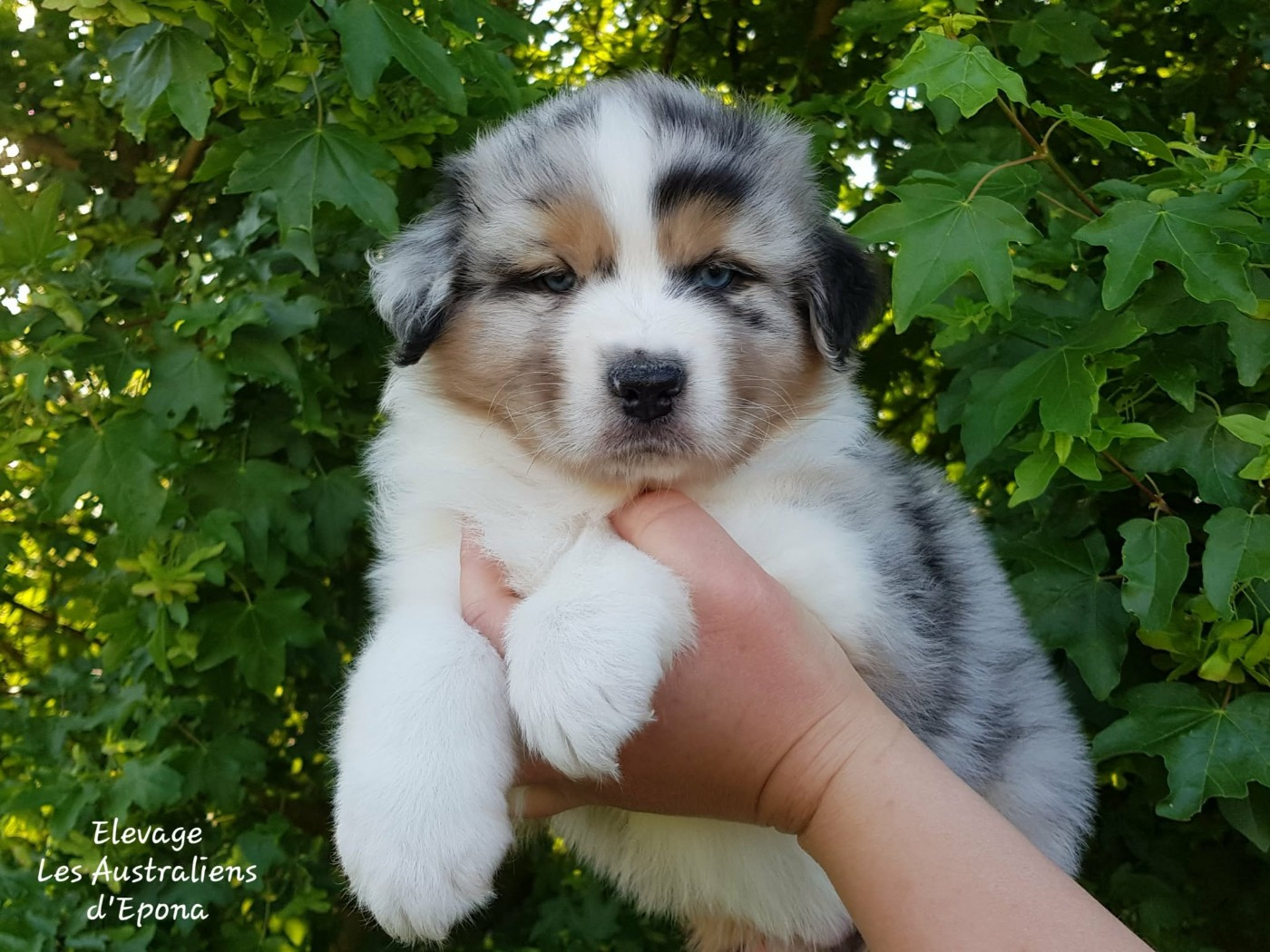 Des Australiens d'Epona - Chiots disponibles - Berger Australien