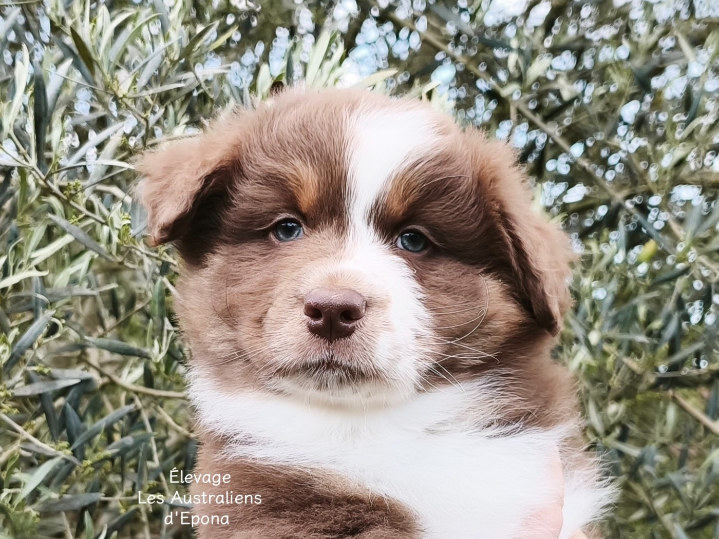 Des Australiens d'Epona - Chiots disponibles - Berger Australien