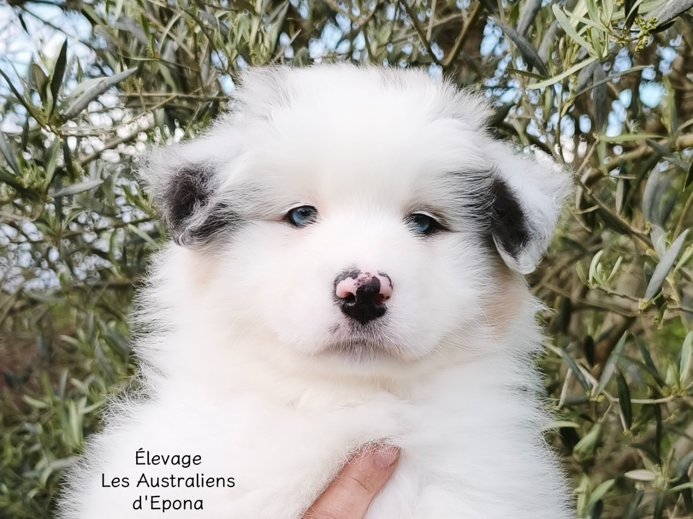 Des Australiens d'Epona - Chiots disponibles - Berger Australien