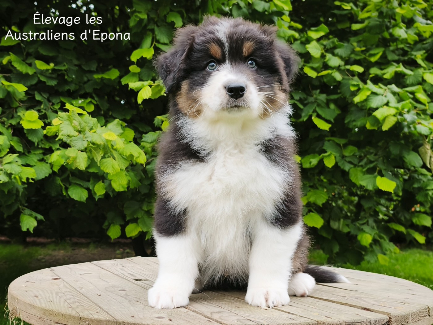 Des Australiens d'Epona - Chiots disponibles - Berger Australien