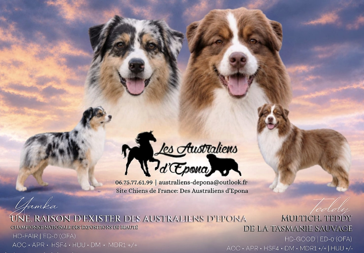 Des Australiens d'Epona - Chiots disponibles - Berger Australien