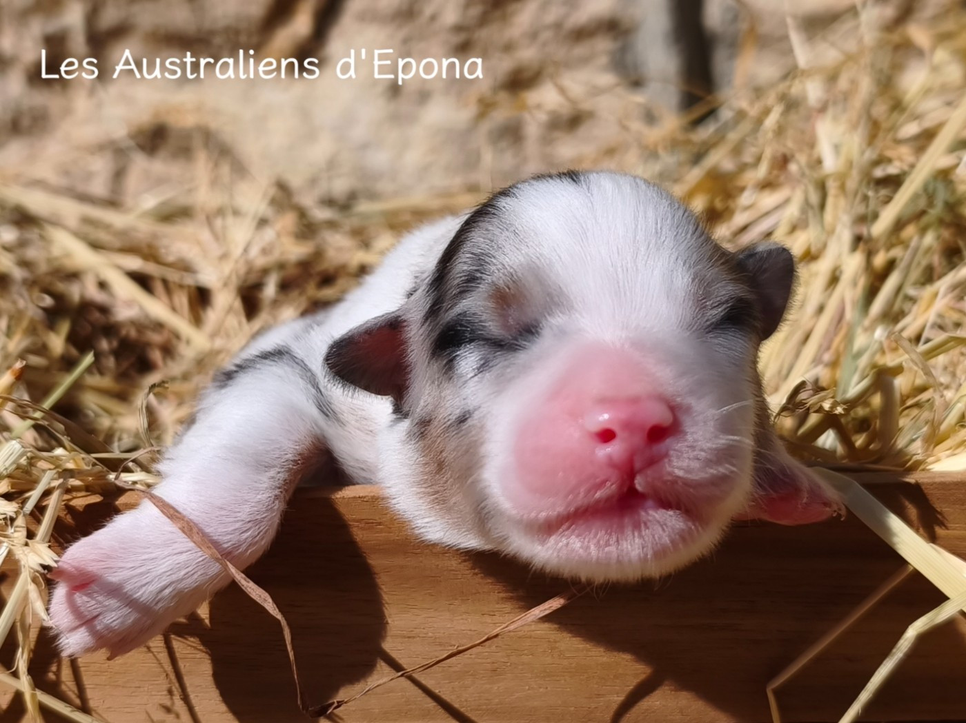 Des Australiens d'Epona - Chiots disponibles - Berger Australien